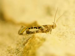 Aristotelia elegantella