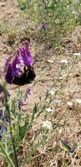 Bombus appositus