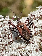 Rhynocoris erythropus