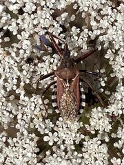 Rhynocoris erythropus