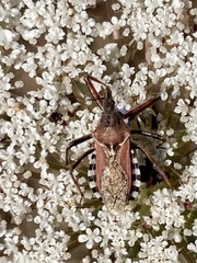 Rhynocoris erythropus