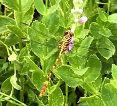 Aphylla angustifolia