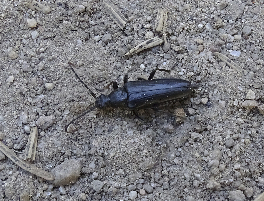 Etorofus anthracinus