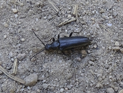 Etorofus anthracinus