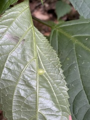 Dasineura collinsoniae