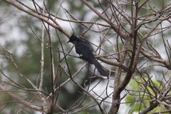 Clamator levaillantii