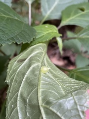 Dasineura collinsoniae