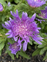 Stokesia