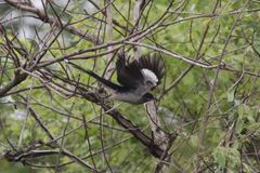 Clamator levaillantii