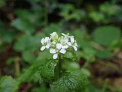 Alliaria petiolata