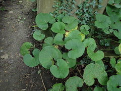 Petasites pyrenaicus