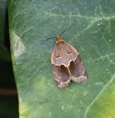 Clepsis dumicolana