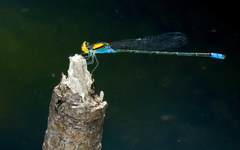 Pseudagrion aureofrons