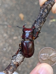 Lucanus capreolus