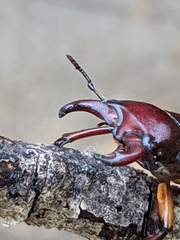 Lucanus capreolus