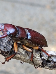 Lucanus capreolus