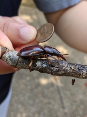 Lucanus capreolus