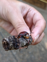 Lucanus capreolus