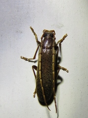 Sparedrus aspersus