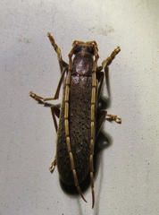 Sparedrus aspersus