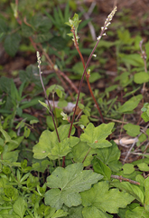 Ozomelis diversifolia