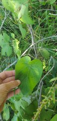 Matelea hirtelliflora
