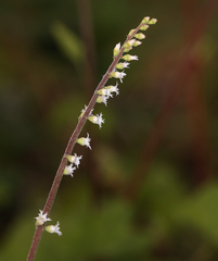 Ozomelis diversifolia