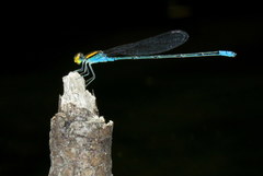 Pseudagrion aureofrons