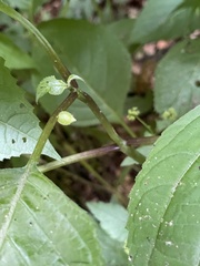 Dasineura collinsoniae