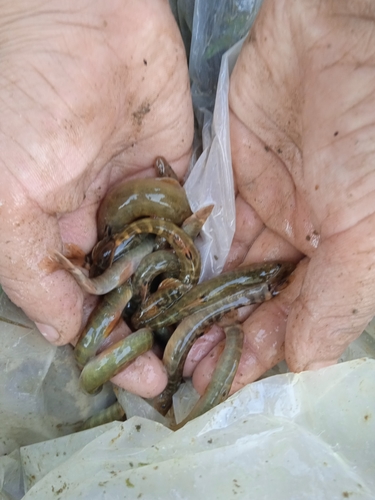 Scaleless loach (Paraschistura alepidota) — Nemacheilidae