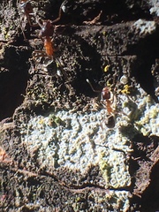 Liometopum occidentale