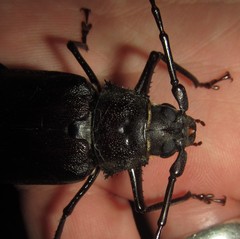 Macrotoma natala