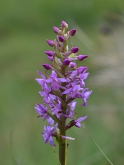 Gymnadenia borealis