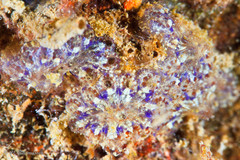 Botryllus schlosseri