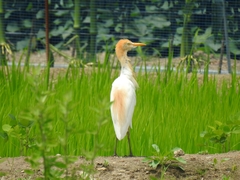 Bubulcus ibis