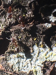 Liometopum occidentale