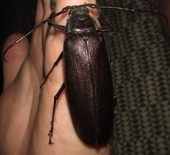 Macrotoma natala