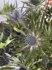 Eryngium hookeri