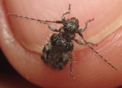 Exocentrus longipilis pseudoreticulatus