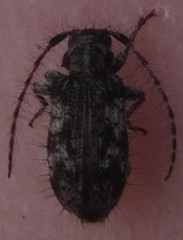 Exocentrus longipilis pseudoreticulatus