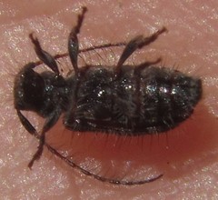 Exocentrus longipilis pseudoreticulatus