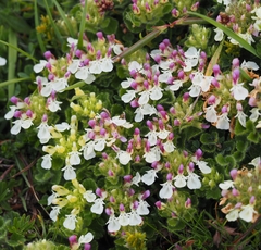 Teucrium pyrenaicum pyrenaicum