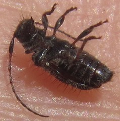 Exocentrus longipilis pseudoreticulatus