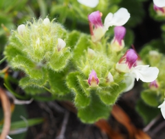 Teucrium pyrenaicum pyrenaicum