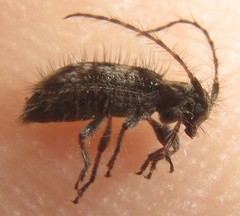 Exocentrus longipilis pseudoreticulatus