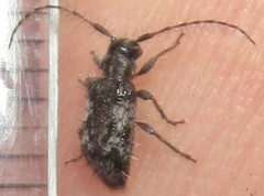 Exocentrus longipilis pseudoreticulatus