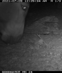 Equus asinus