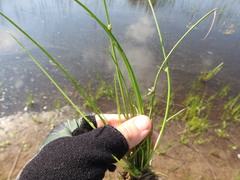 Cyperus pannonicus