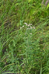 Erigeron acris podolicus