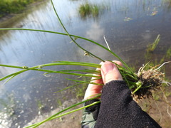 Cyperus pannonicus